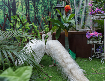 一群神鳥引爆的再次奇跡 ——【建發(fā)·半山御園2期】園林開放日，2天接待5400人